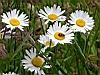 fetecoree040.JPG