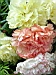 fetecoree043.JPG
