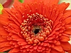 fetecoree059.JPG