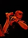impros029.JPG